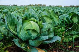 Fresh organic big cabbage in the garden, selective focus photo