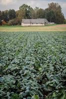 Landscape view of a freshly growing beautiful cabbage field, selective focus photo