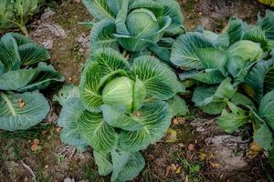 Fresh organic big cabbage in the garden, selective focus photo