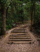 escaleras de bambú, escalones de madera, camino de senderismo dentro del bosque. kyudainomori en sasaguri, fukuoka, japón foto