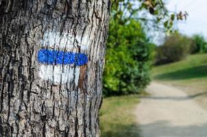 señal turística azul en un árbol. Detalle de señalización turística en rutas de senderismo. marcas pintadas en el tronco del árbol foto