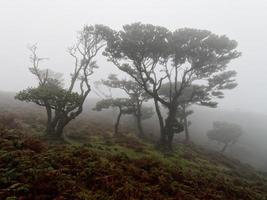 bosque de niebla mágico y árboles con formas inusuales causadas por el viento y el medio ambiente. viajar a lugares distintos. fuertes vientos y nubes y niebla. lugar de cuento de hadas. foto
