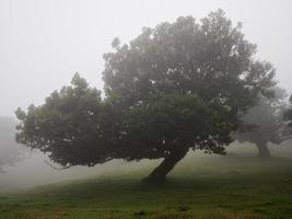 Magical foggy forest and trees with unusual shapes caused by harsh wind and environment. Travel to distinct places. Strong winds and clouds and fog. Fairy tale place. photo