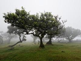 Magical foggy forest and trees with unusual shapes caused by harsh wind and environment. Travel to distinct places. Strong winds and clouds and fog. Fairy tale place. photo