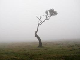 Magical foggy forest and trees with unusual shapes caused by harsh wind and environment. Travel to distinct places. Strong winds and clouds and fog. Fairy tale place. photo