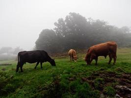 Cows eating grass in a foggy forest. Black and brown cows. Strong winds. Cattle in nature. Tree branches moving with the wind and fog passing very fast. photo