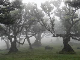 Magical foggy forest and trees with unusual shapes caused by harsh wind and environment. Travel to distinct places. Strong winds and clouds and fog. Fairy tale place.