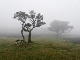 bosque de niebla mágico y árboles con formas inusuales causadas por el viento y el medio ambiente. viajar a lugares distintos. fuertes vientos y nubes y niebla. lugar de cuento de hadas. foto