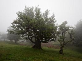 Magical foggy forest and trees with unusual shapes caused by harsh wind and environment. Travel to distinct places. Strong winds and clouds and fog. Fairy tale place. photo