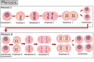 Diagram of Meiosis.Cell division is the process cells go through to divide.Vector illustration. vector