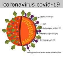 estructura del coronavirus.anatomía de un virus.ilustración vectorial.infografía para el diseño.