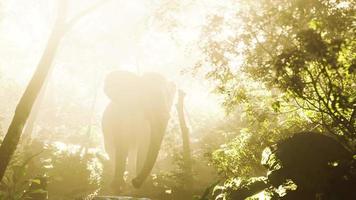 wild bull elephant in the jungle with deep fog video