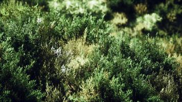 touffes d'herbe séchée sur la lande video