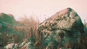 dry grass and rocks landscape video