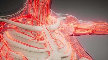 Blood Vessels of Human Body video