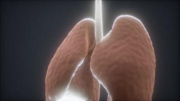 Animación 3d de pulmones humanos video