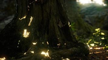 Sunlight rays pour through leaves in a rainforest video