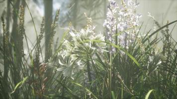 campo di fiori in erba con luce solare morbida per lo sfondo. video
