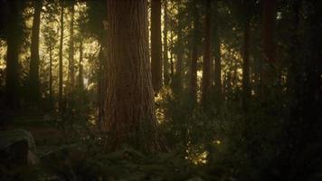 hyperlapse in sequoia forest from sunrise video
