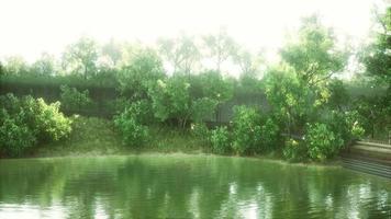 ruhiger Teich, umrahmt von einem üppig grünen Waldpark im Sonnenschein video