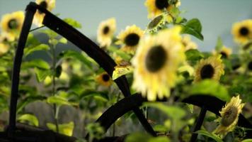 falce e campo di girasole in vecchio stile vintage video