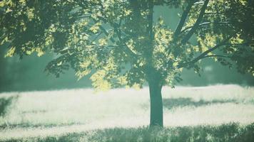 feuilles d'érable dans le bois video