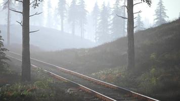 Leere Eisenbahn fährt morgens durch nebligen Wald video