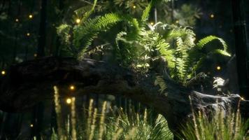 horizontally bending tree trunk with ferns growing, and sunlight shining video