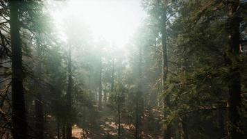 Sequoia National Park under the fog mist clouds video
