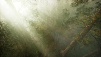 Drone breaking through the fog to show redwood and pine tree video
