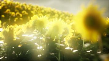 campo de girasoles en una cálida tarde de verano video