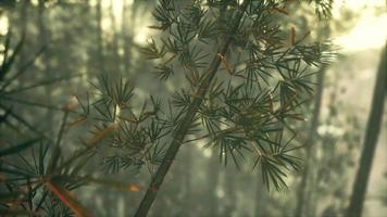 grön bambuskog i dimma video