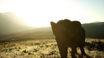 vieil éléphant africain marchant dans la savane contre le coucher du soleil video