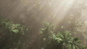 rayos de sol aéreos en el bosque con niebla video