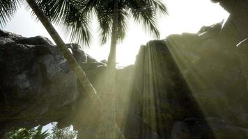 Big Palms in Stone Cave with Rays of Sunlight video