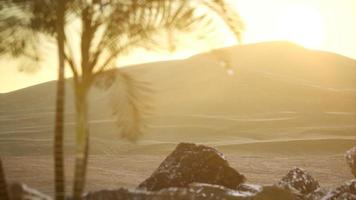 Palmen in der Wüste bei Sonnenuntergang video