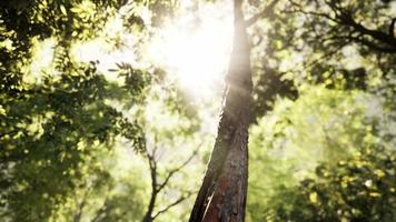 Rays of bursting sunlight in a misty forest video