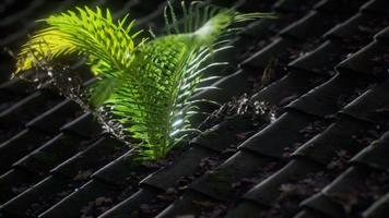 moss and fern on old roof video