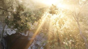 solstrålar strömmar genom träden i dimmig skog video