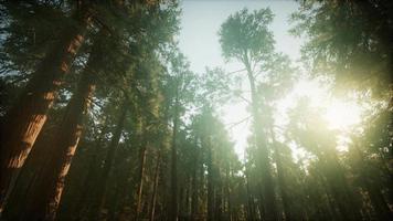 Redwood Forest Foggy Sunset Scenery video