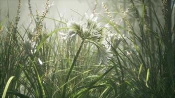 gras bloem veld met zacht zonlicht voor achtergrond. video