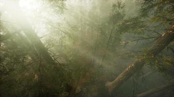 Drone breaking through the fog to show redwood and pine tree video