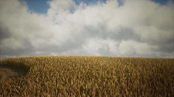 nubes tormentosas oscuras sobre el campo de trigo