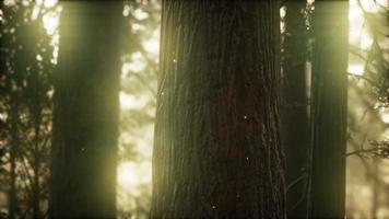 forêt de pins sauvages au lever du soleil video