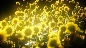 tournesols en fleurs à la fin de l'été video