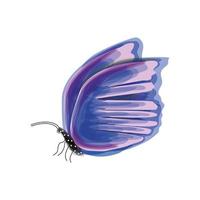 butterfly watercolor style vector