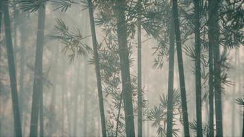 asian bamboo forest with morning sunlight video