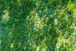 Vividly green grass texture. photo