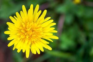 Bright yellow dandelion, top view. Macro photo. With place for your design photo