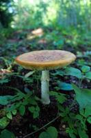 mushroom amanita in the forest photo